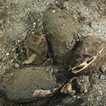 Modiolus modiolus